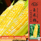 壽禾 黃白水果玉米種子苗雙色超甜春季菜種籽 金輝甜505玉米種子100g