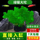 瘋狂水草（FKSC）魚缸水草真水草凈化底部水草坨草水榕皇冠草趴地矮珍珠直接入缸 綠菊大坨