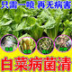 白菜病菌清專(zhuān)用藥大白菜防爛心爛根莖腐病軟腐病專(zhuān)用藥微生物菌劑 防腐包心*提質(zhì)增產(chǎn)50g*1包不夠用