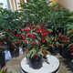 絮嫣 富貴籽紅涼傘年宵花卉黃金萬(wàn)兩室內盆栽植物客廳觀(guān)賞花卉富貴子60厘米左右高原土發(fā)貨
