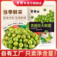 老街口蟹黃/芥末味青豌豆500g香辣味青豆酥脆堅果炒貨小包裝零食 【混合口味】青豌豆大聯(lián)盟500g