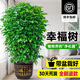 靜黛軒幸福樹(shù)客廳綠植高級感盆栽大型植物除甲醛室內好養高端大氣上檔次 幸福樹(shù)0.8-1m高（福字盆） 無(wú)規格