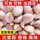 綠亞夢(mèng)新蒜瓣多瓣蒜香蒜子蒜?？沙钥煞N蒜十足干出蒜苔蒜苗蒜黃 1斤