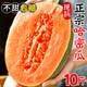 新疆哈密瓜5/9斤當(dāng)季新鮮水果現(xiàn)貨現(xiàn)摘蜜瓜脆甜香瓜網(wǎng)紋瓜整箱22 9斤整箱