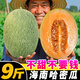 海南哈密瓜新鮮脆甜9斤水果疆西州蜜瓜25號老漢瓜一整箱網(wǎng)紋甜瓜 【3斤】約1~2個，脆甜多汁
