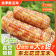 糯玉米花糯玉米東北玉米軟糯香甜新鮮黏甜玉米棒大棒粗糧真空鎖鮮 東北香甜糯玉米 2斤裝