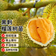 瑯闕黑刺榴蓮樹(shù)苗廣西南方種植果樹(shù)苗嫁接苗盆栽地栽1-1.5cm源頭直發(fā)