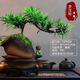 小葉雀舌羅漢松盆栽懸崖飄枝造型盆景室內(nèi)桌面綠植擺件四季常綠 羅漢松懸崖飄枝造型+祥云盆