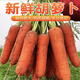 博多客沙地新鮮胡蘿卜 新鮮蔬菜水果胡蘿卜3/5/9斤 現(xiàn)挖農(nóng)家自種老品種 3斤精裝