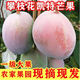 四川凱特芒果 軟糯香甜可口整箱玉芒熱帶時(shí)令生鮮蔬菜半價(jià)水果 8.5-9斤(300g+)需催熟