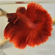泰國斗魚(yú)婚紗仙女款半月純白超美母魚(yú)網(wǎng)紅寵物淡水小型熱帶觀(guān)賞魚(yú) A級精品大紅袍-送魚(yú)糧