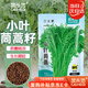 菜禾地 小葉茼蒿種子苗皇帝菜農(nóng)家四季盆栽蔬菜種籽 小葉茼蒿約3000粒