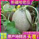 哈密瓜9斤新疆當季新鮮水果一整箱現貨現摘蜜瓜脆甜香瓜西州網(wǎng)紋A 3斤【凈重2.5-3斤】【1-2個(gè)】