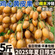 沐小七果蔬 廣東雞心黃皮果【JD速運(yùn)-閃送】茂名新鮮黃皮水果父親節(jié) 3斤裝【很劃算-雙人暢吃】?jī)?斤 7A級(jí)精選果 | 自吃推薦