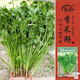 壽禾 香菜種子苗大葉味濃速生四季蔬菜籽 濰豐夏圣7號耐熱香菜種子15g