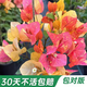三角梅盆栽四季開花陽(yáng)臺(tái)爬藤綠植盆栽大苗多色花卉庭院盆景帶盆花 阿達(dá)娜(高約40-50厘米)帶花帶盆