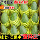 味果生廣西百色桂七芒9斤當季新鮮水果田東桂七香芒青芒水果禮盒整箱 5斤禮盒裝 精選大果【單果約4-5兩】