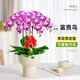 臨雅帶花發(fā)貨蝴蝶蘭盆栽花卉綠植室內大花富貴鳥(niǎo)四梗冠軍杯源頭直發(fā)