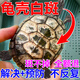 烏龜殼白斑背甲真菌感染爛軟甲專(zhuān)用藥巴西龜草龜腐甲發(fā)白點(diǎn)萬(wàn)能藥 買(mǎi)二送一 去斑消腐