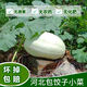 現(xiàn)摘白南瓜當(dāng)季白吊瓜新鮮蔬菜時(shí)令南瓜北瓜干瓜包餃子白玉瓜絞瓜 5斤 （果型隨機(jī)）