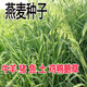飼用燕麥種子養(yǎng)殖牧草種子高產(chǎn)耐寒種籽魚飼料草籽綠肥牛羊草種籽 飼用燕麥草種子5斤【當(dāng)季新種】