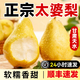 沗2順豐甘肅天水太婆梨香蕉梨新鮮應(yīng)當(dāng)季水果大頭茄梨軟梨啤梨巴梨 5斤大果約12個(gè)現(xiàn)摘青綠，放黃了吃