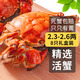 【活蟹】乾澄大閘蟹現(xiàn)貨 2.3-2.6兩8只 足斤足兩鮮活六月黃螃蟹生鮮海鮮禮盒裝源頭直發(fā)