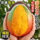 閩域?qū)r四川攀枝花凱特芒果 【閃送】特大芒果青皮金煌貴妃當(dāng)季送禮水果 精選裝｜3斤裝｜試吃裝｜凈重2.8斤 精選裝｜單果300克+｜甜