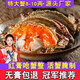舟山紅膏嗆蟹整只醬母蟹寧波熗蟹梭子蟹咸蟹生腌螃蟹海鮮醉蟹即食 【單只凈重6-8兩】2只-大號熱賣