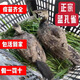 純種藍孔雀活苗孔雀幼崽半大孔雀苗觀賞孔雀寵物活體孔雀公母一對 1斤左右藍孔雀三個月苗 1只裝(1母)
