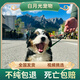純種伯恩山犬幼崽活體寵物狗大腳板踢踢腿短毛熊版溫順好養(yǎng)不掉毛 寵物級(jí) 公