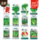 北蔬 蔬菜種子苗生菜菠菜小香蔥芹菜陽(yáng)臺(tái)四季菜種籽 12種蔬菜種子套餐