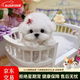 比熊幼犬活體純種比熊寵狗狗活體狗狗幼犬幼崽小狗 寵物級 SSS級 公