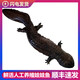螢舞 娃娃魚(yú)鮮活 人工養殖可食用活體大鯢觀(guān)賞魚(yú)產(chǎn)地直發(fā)淡水魚(yú)生鮮 鮮活娃娃魚(yú)4斤一條