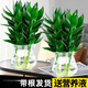 綠有意觀音竹富貴竹水培植物帶根花卉綠植綠蘿室內(nèi)盆栽轉(zhuǎn)運(yùn)竹子水養(yǎng)好養(yǎng) 2盆】觀音竹3棵冬瓜玻璃瓶+液