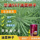 華油567油菜種子純黃籽早熟高油率罐裝油菜籽高產(chǎn)新品甘藍型油菜 華油567油菜種子【三系雜交】純黃【一罐】/100