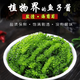 追延海葡萄 鹽漬海葡萄新鮮即食長(zhǎng)壽菜海藻菜海菜壽司食用植物魚子醬 100g*6包海葡萄 配蘸料