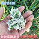 2025山東韭菜基地精品韭菜花上市啦，天然調(diào)味新鮮當(dāng)季順豐包郵 精品挑選韭菜花4斤