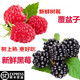 田果匠云南紅樹(shù)莓黑樹(shù)莓新鮮水果（順豐空運）覆盆子怡顆莓酸甜5A級大果 2盒裝（125g/盒） 鮮果紅樹(shù)莓