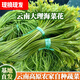 云南特產(chǎn)水性揚(yáng)花洱海菜特色新鮮蔬菜網(wǎng)紅菜大理海菜花包郵 2斤