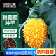 花沃里賴葡萄約20粒/包 蔬菜種子水果盆栽陽(yáng)臺(tái)種菜土四季菜籽陽(yáng)臺(tái)庭院種