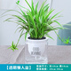 臨雅水培植物蘭花墨蘭帶花苞盆栽客廳辦公室內(nèi)綠植水養(yǎng)四季開花吸甲醛 金邊吊蘭+早安盆