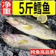 鯨口大開(kāi)新鮮鱈魚(yú)整條無(wú)冰衣冷凍鱈魚(yú)一整條魚(yú)輔食魚(yú)肉批發(fā)商用 新鮮整條寬突鱈魚(yú)【凈重5斤裝】