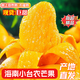 正宗海南小臺農芒果新鮮水果芒果小臺芒生鮮 【5斤中果】?jì)糁?.5斤（單果70-90g）