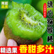 三萌果蔬正宗綠心獼猴桃奇異果新鮮當(dāng)季水果南陽湘西米糧一號酸甜孕婦送禮 5斤 優(yōu)選果【單果70-90g】凈4.5斤