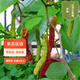 虹越（HONGYUE）2025新品果苗 果桑盆栽苗家庭果園庭院休閑種植桑葚果樹苗 臺灣長果桑 P14盆栽苗