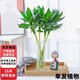 中夢(mèng)文昌竹帶根大觀(guān)音竹狀元竹專(zhuān)業(yè)花瓶水培植物金榜題名室內水養綠植 文昌竹4支50-60cm（不含瓶）