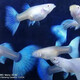 孔雀魚(yú)藍白緞帶蝶翼大C種魚(yú)天空藍燕尾白子孔雀魚(yú)火炬魚(yú)鳳尾活體 精品天空藍孕母5條（店長(cháng)推薦款）
