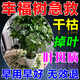 幸福樹專用營養(yǎng)液掉葉干枯葉子發(fā)黃葉斑爛根室內(nèi)大型盆栽液體肥料 1瓶裝【下單送噴壺】