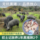 初土記 無抗黑豬蹄4斤 農(nóng)家散養(yǎng)黑豬腳 放養(yǎng)1年 豬爪豬手前后豬蹄2個